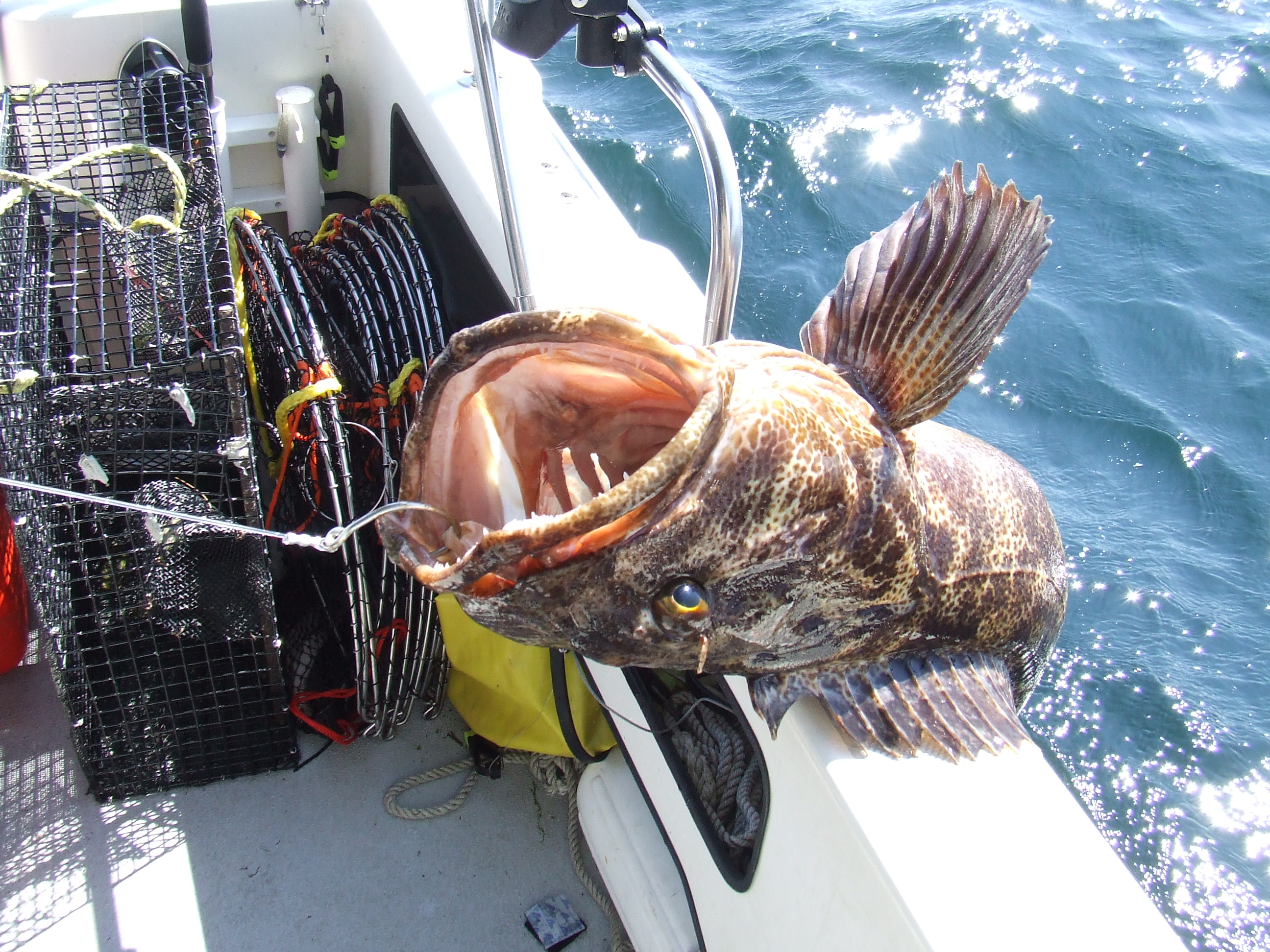 Lingcod comes over the side of the Tomcat