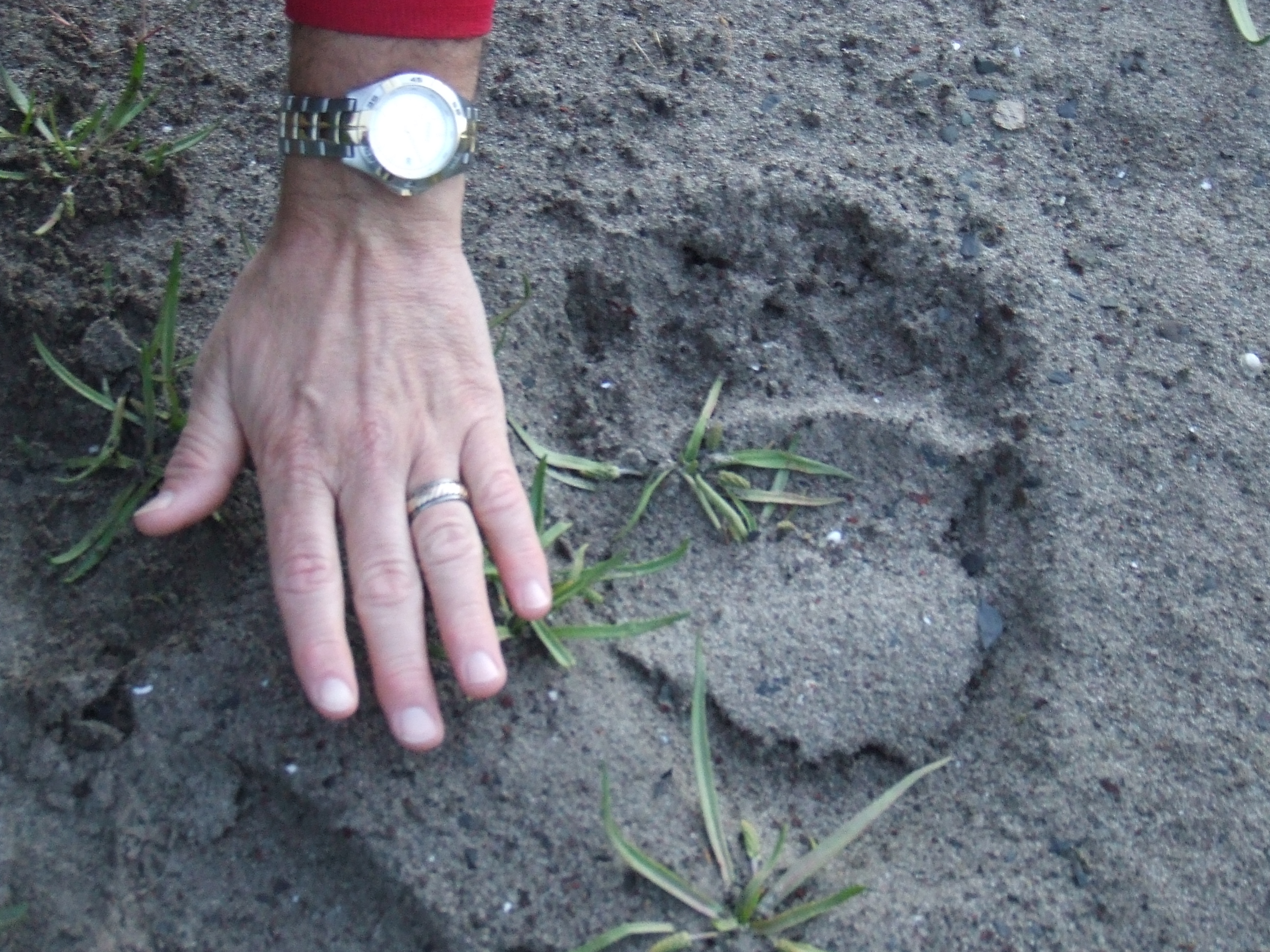 Bear paw print in the sand