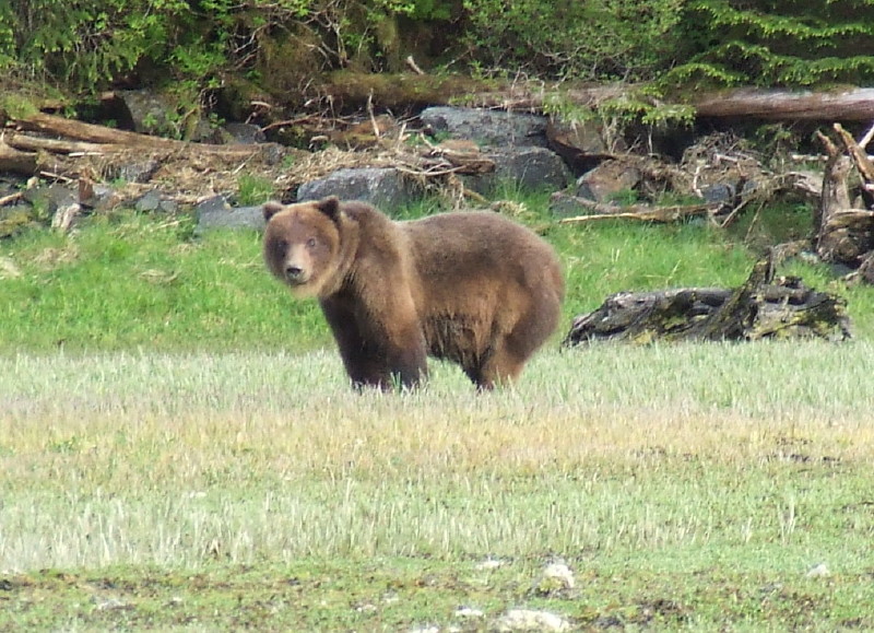 Brown Bear