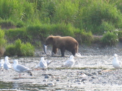 Young brown bear with a red salmon at the mouth at the confuence of the Kenai and Russian Rivers.