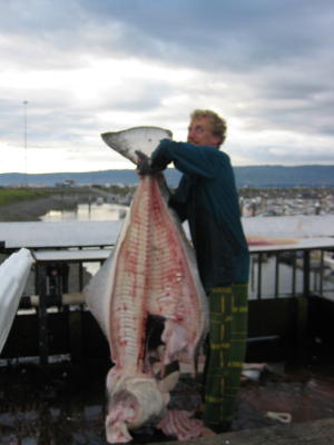 Big Halibut Fillets