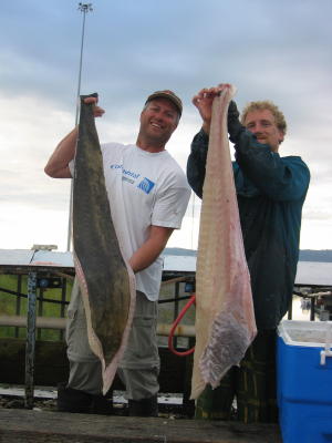 Humongous halibut fillets.