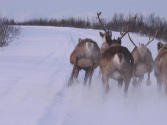 Caribou running down the Denali Highway.